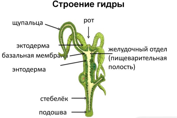 Kraken рабочее зеркало onion